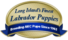 Long Island's Finest Labrador Puppies