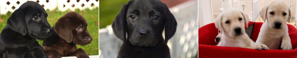 Long Island Labrador Puppies for Adoption